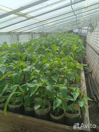 Рассада помидор, перца, баклажанов