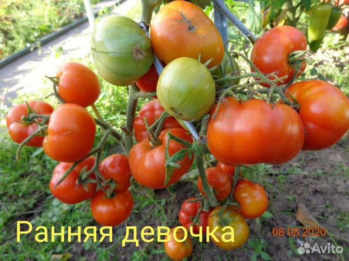 Семена томата Ранняя девочка