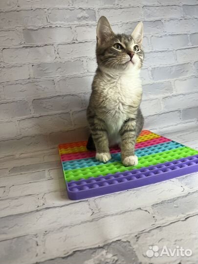 Котенок мушкетер Атос