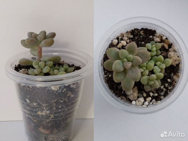 Суккуленты