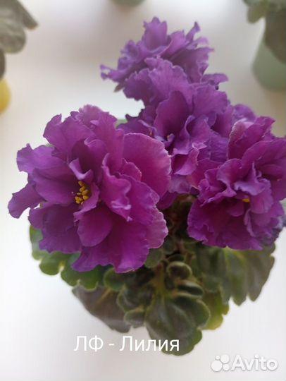 Фиалки, лист