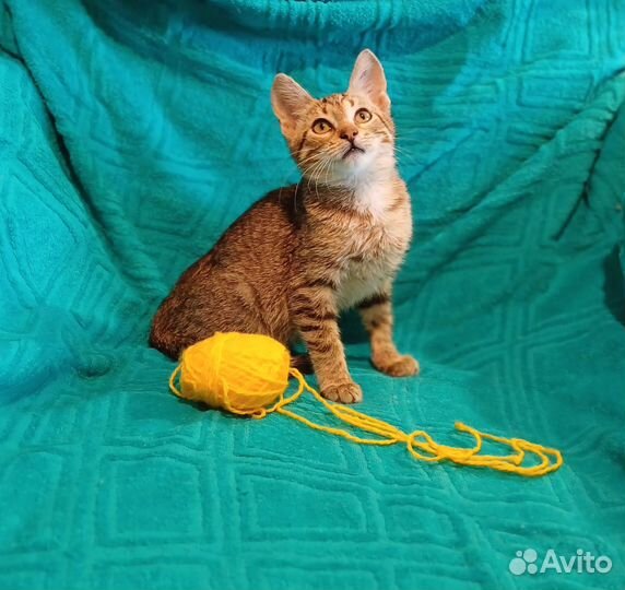 Котенок девочка в добрые руки