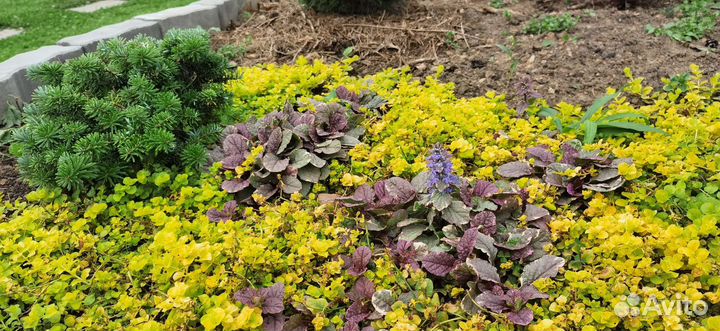 Вербейник монетчатый Голдилокс