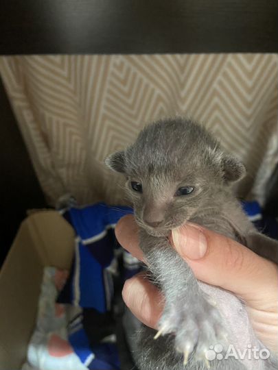 Ориентальные котята