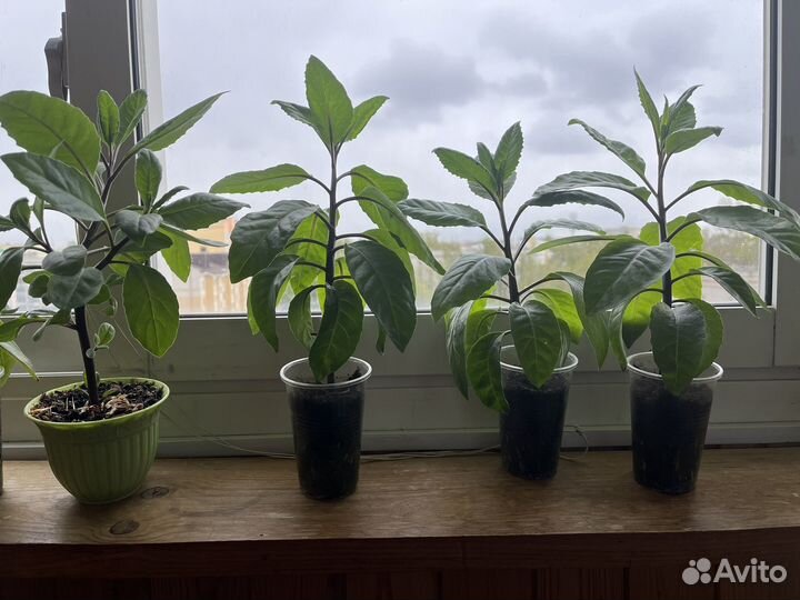 Джинура листья бога лечебная