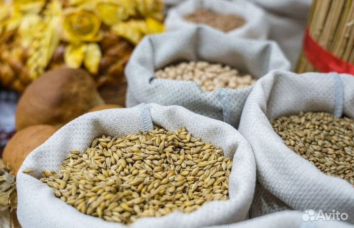 Зерно, овес, ячмень, пшеница