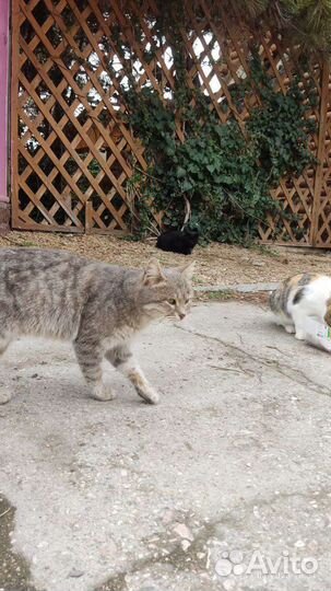 Кот ищет дом или передержку