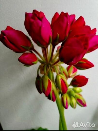 Неrma,Лилиан Андреа, Тесс Влада,лиа Божоле