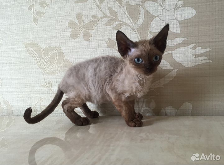 Девон рекс Минковая кошечка Барбара