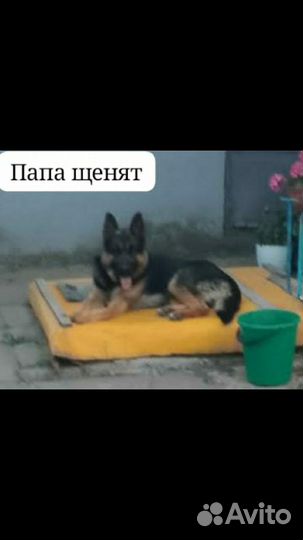 Щенки немецкая овчарка
