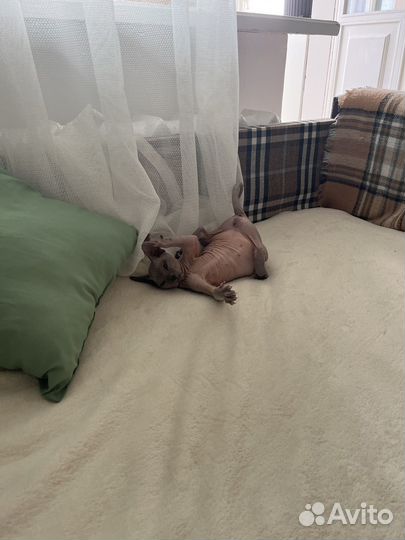 Донской сфинкс