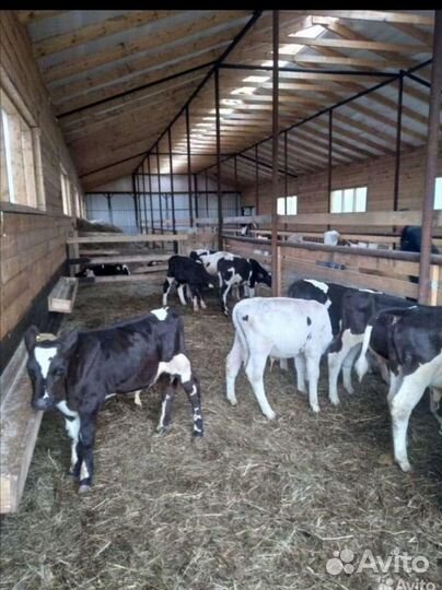 Бычки на откорм