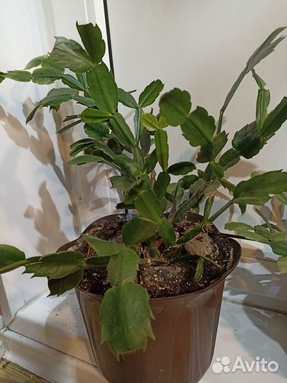 Декабристы