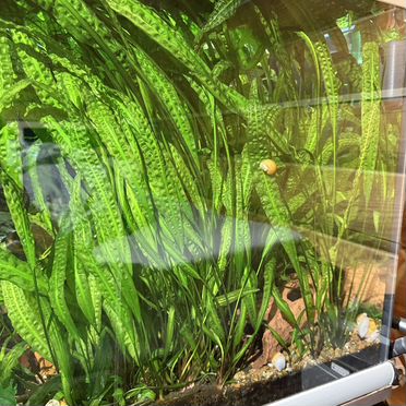 Аквариумные растения