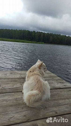 Вязка кобель чихуахуа