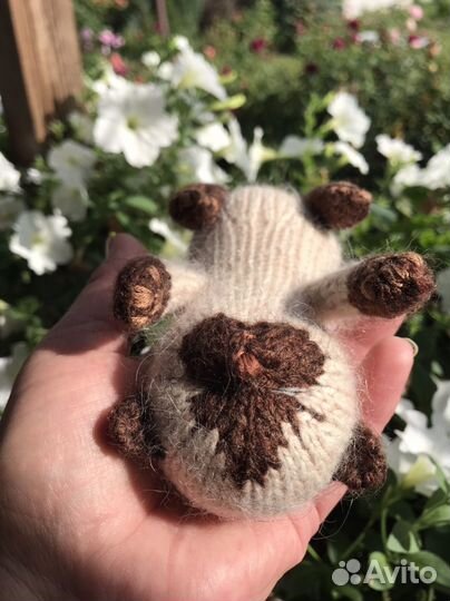 Вязанный котенок сиамской породы