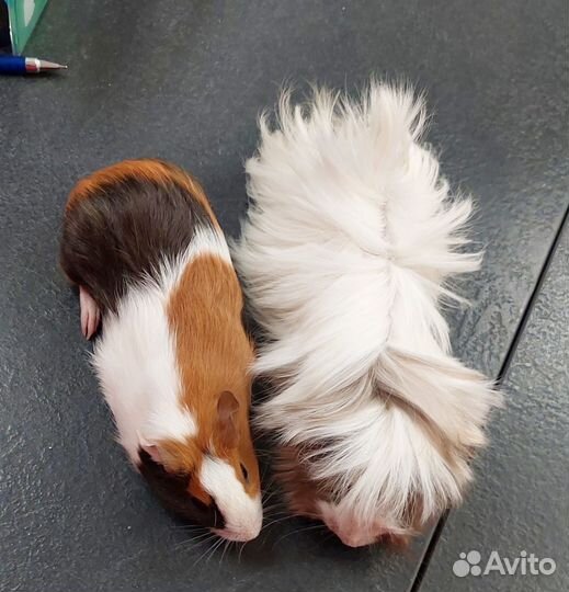 Морские свинки, девочки