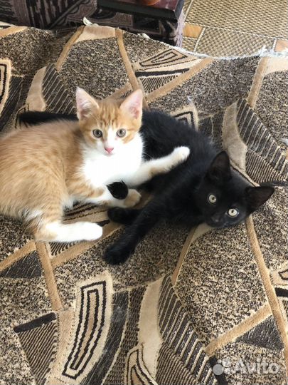 Котята в добрые руки