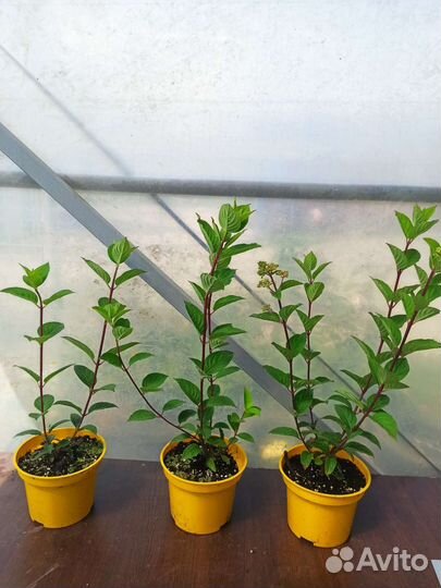 Гортензия Самарская Лидия