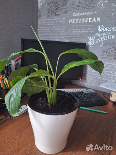 Бенджамина