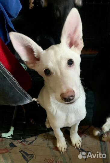 Собачка Снежок ищет дом и хозяина