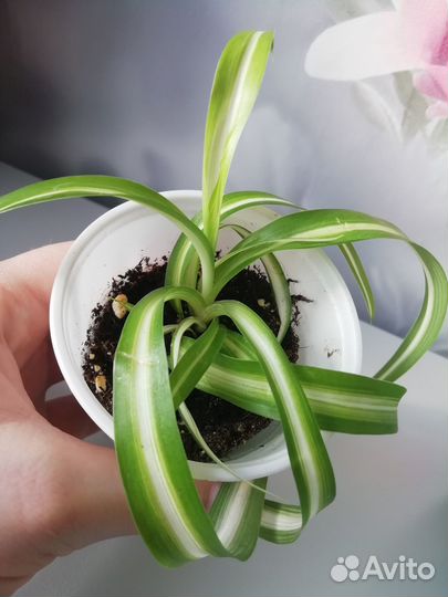 Хлорофитум кудрявый