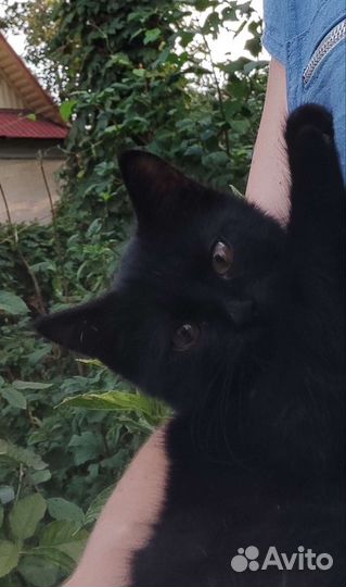 Котенок мальчик