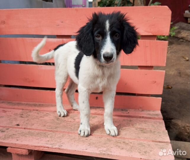 Щеночек Ася ищет дом