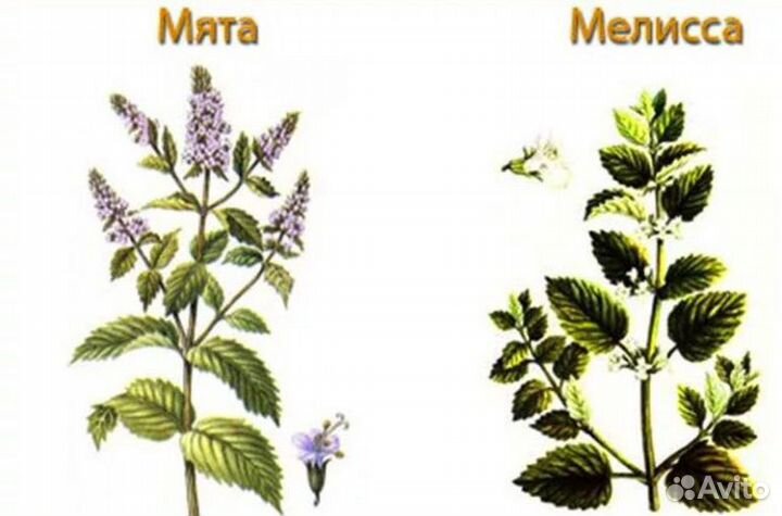 Семена мяты и мелисы
