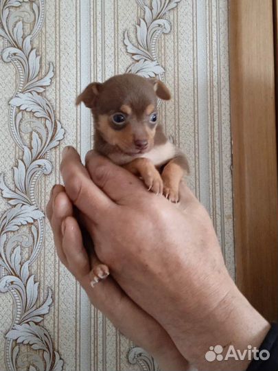 Мини той-терьер щенки