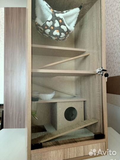 Шиншилла с витриной