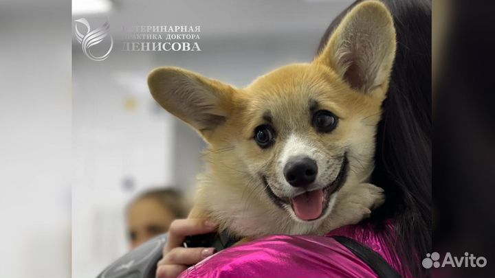 Ветеринарный врач Лечение животных