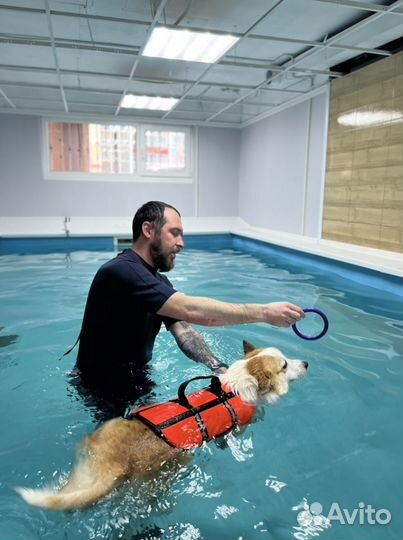 Бассейн для собак