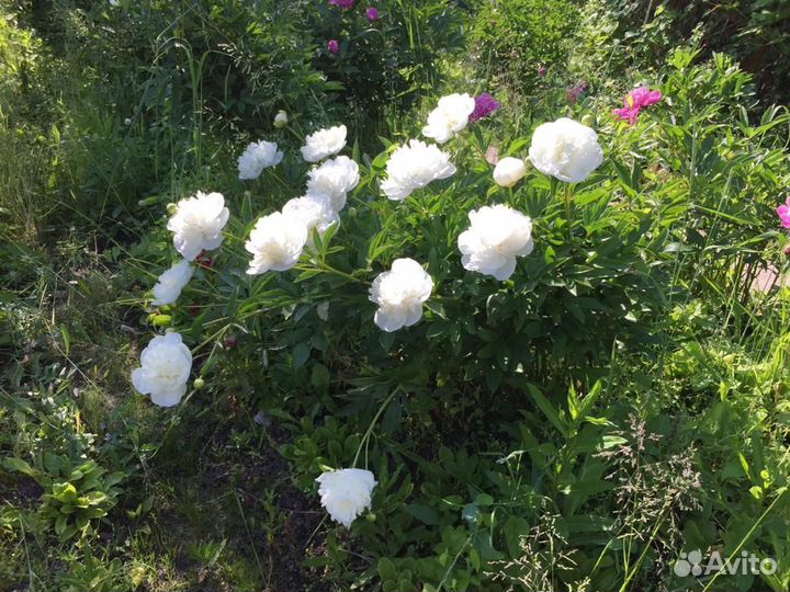 Продаю клубни пионов