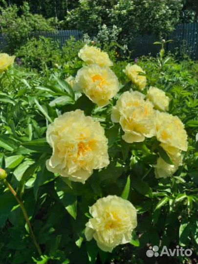 Пион желтый саженцы