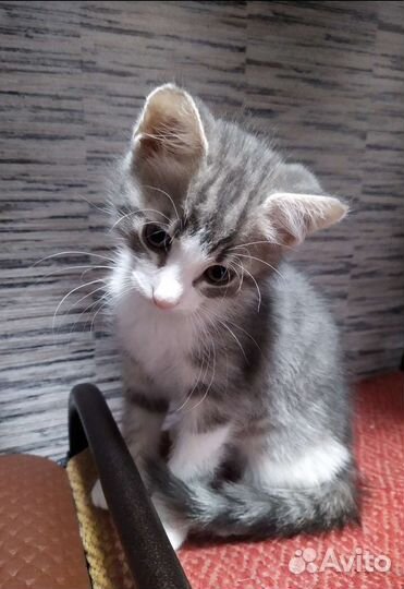 Кошки в добрые руки бесплатно