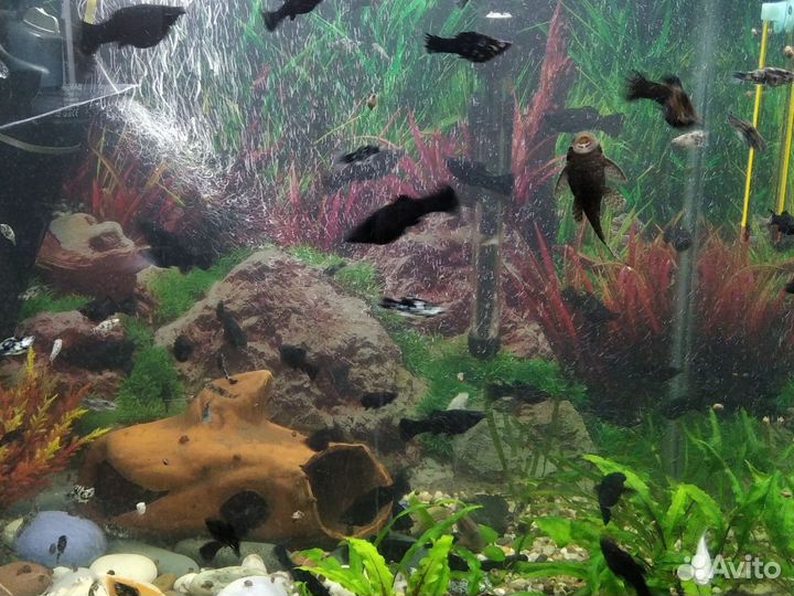 Аквариум и рыбки