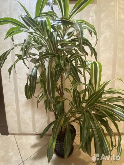 Драцена деремская