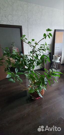 Китайская Роза