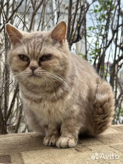 Британская короткошерстная кошка