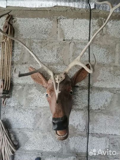 Голова оленя