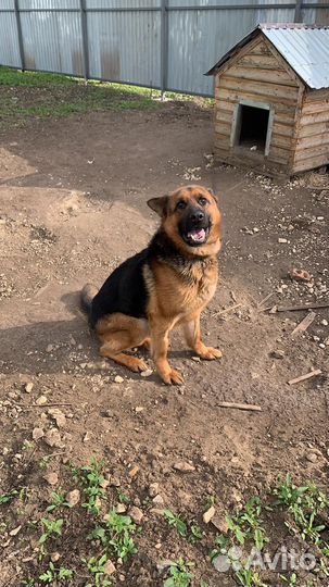 Немец Шерхан