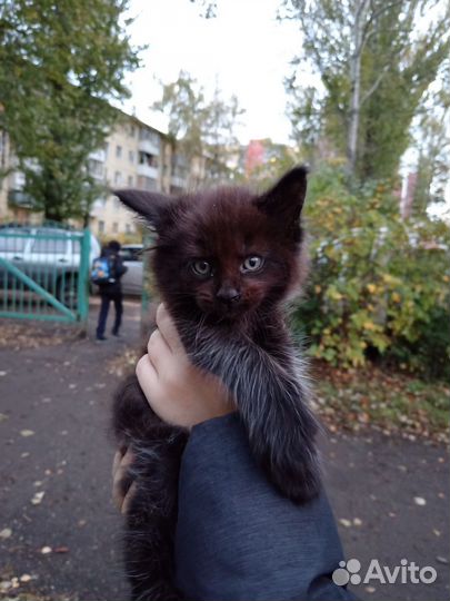 Котята мейн-кун