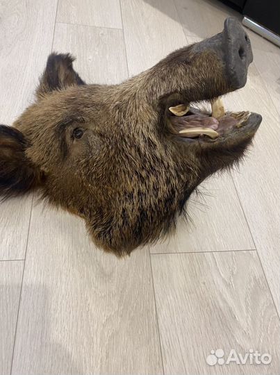 Продам Чучело головы кабана