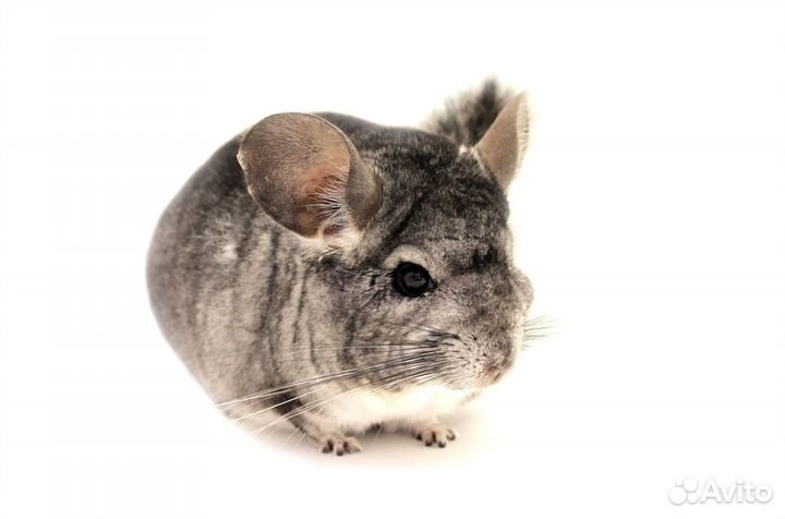 Шиншилла Обычная