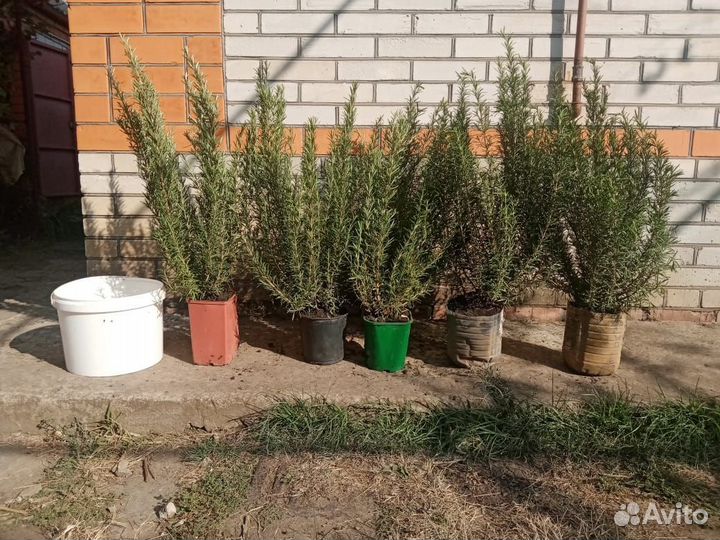 Розмарин в горшке