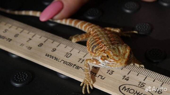 Бородатые агамы (красные)