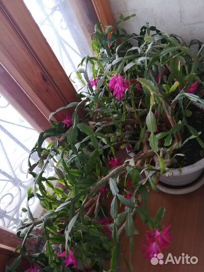 Цветок декабрист