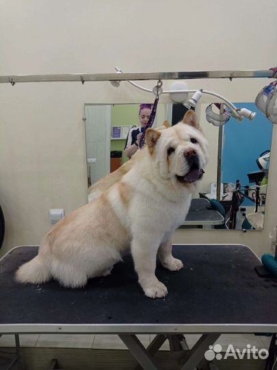 Мытье собак/Экспресс -линька/Груминг