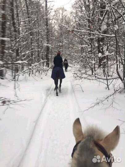 Занятия на лошади, верховая езда, занятия на пони